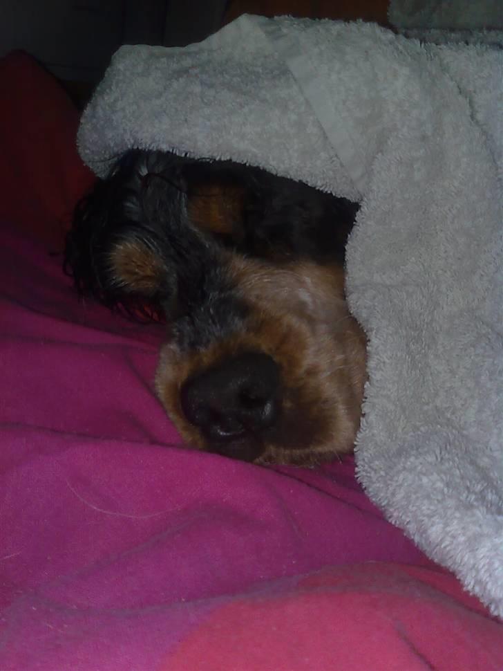 Cocker spaniel Frække Figo - ZZZZZ, man bliver træt af at være på ferie ved vandet billede 15