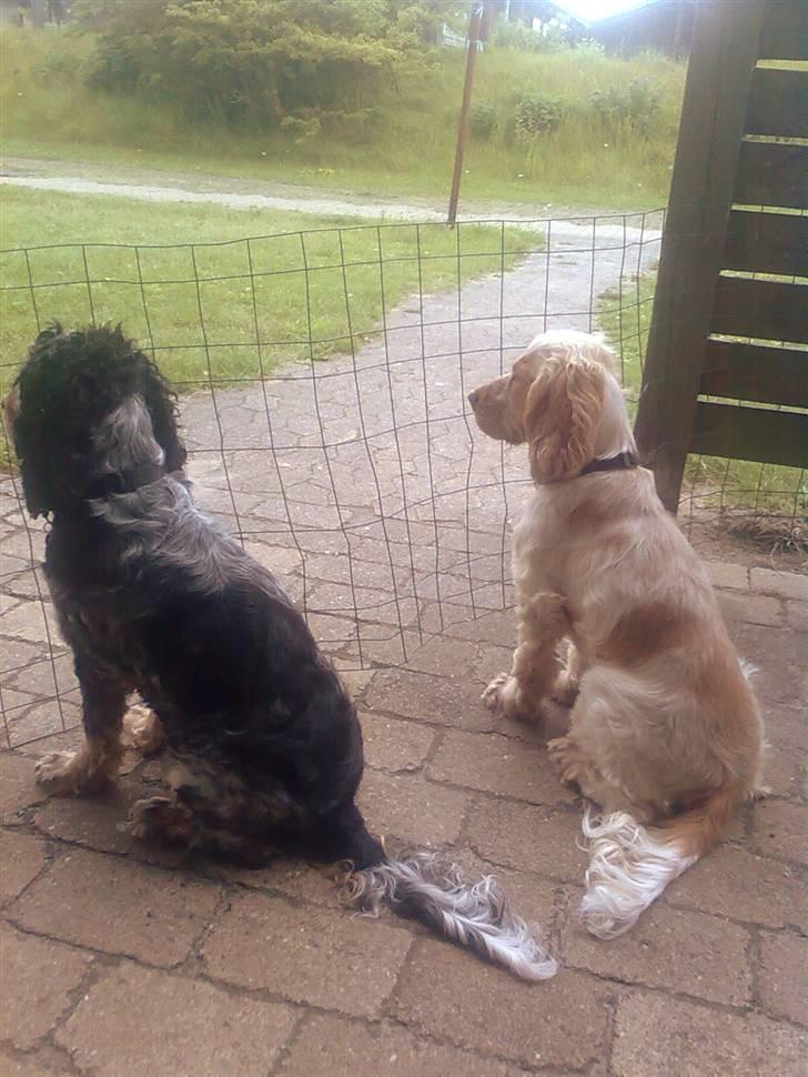 Cocker spaniel Frække Figo - Venter på far billede 16