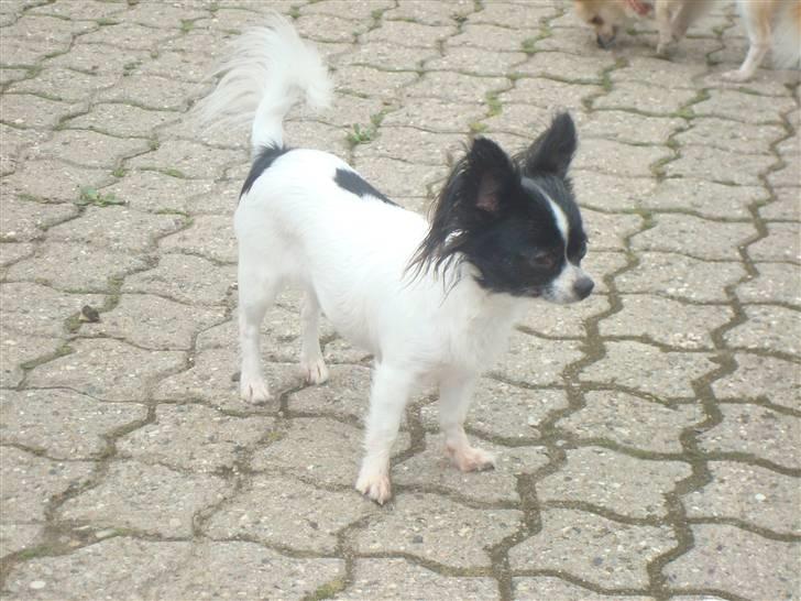 Chihuahua Fendi billede 13