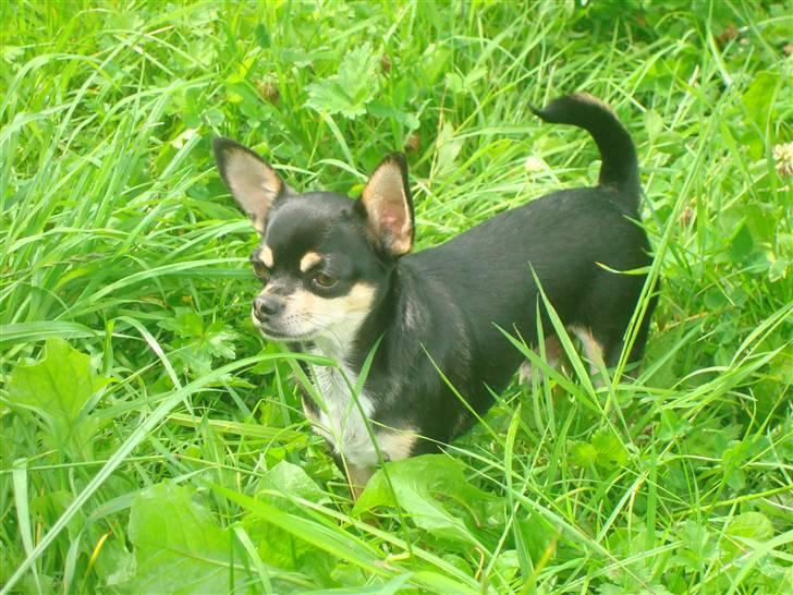 Chihuahua Fendi - Armani 3 år billede 14