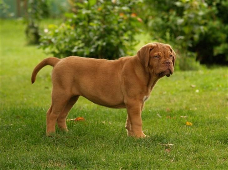 Dogue de bordeaux FRESZKA Lacrima Heliandum billede 5