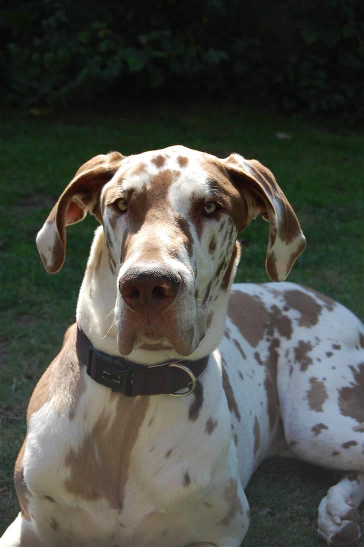 Grand danois Victor Himmelhund :-( (marts 2014) - Victor i haven 7. august 2009 billede 8