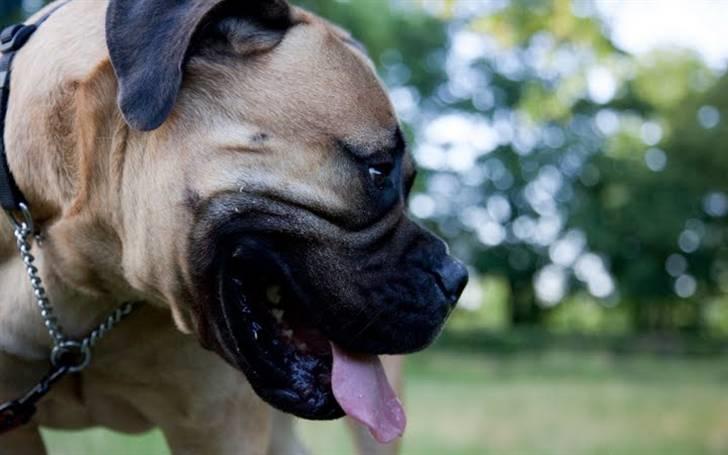 Bullmastiff Brynhild billede 13