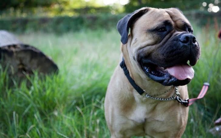 Bullmastiff Brynhild billede 14