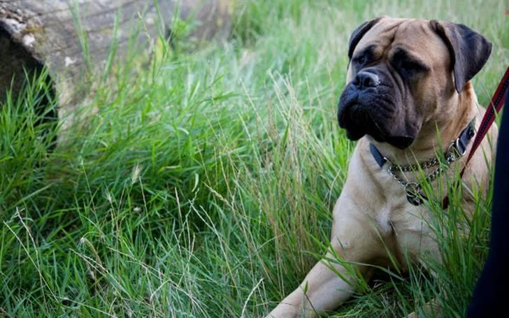 Bullmastiff Brynhild billede 15