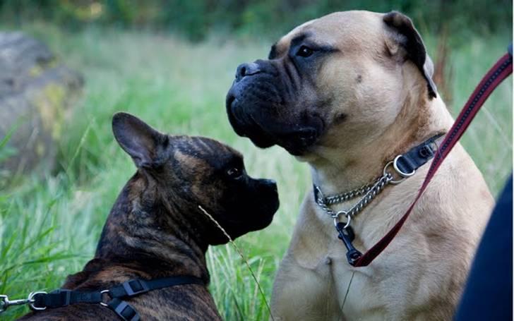 Bullmastiff Brynhild billede 16