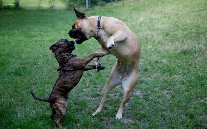 Bullmastiff Brynhild billede 17