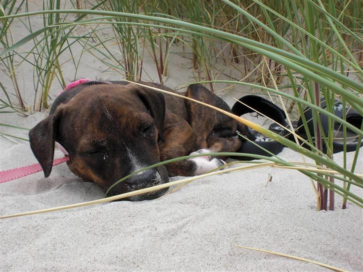 Amerikansk staffordshire terrier Deca billede 6