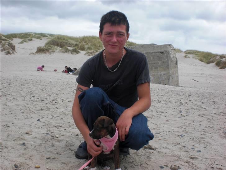 Amerikansk staffordshire terrier Deca billede 7