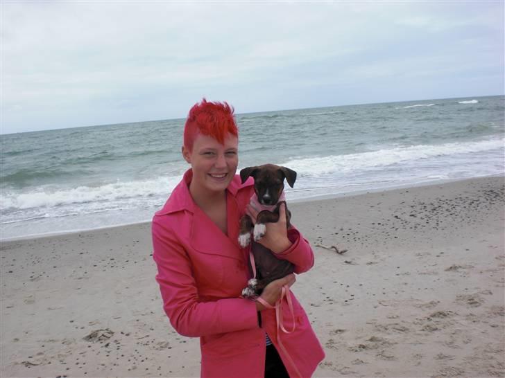 Amerikansk staffordshire terrier Deca billede 8