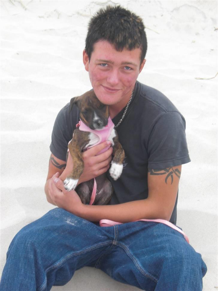 Amerikansk staffordshire terrier Deca billede 9