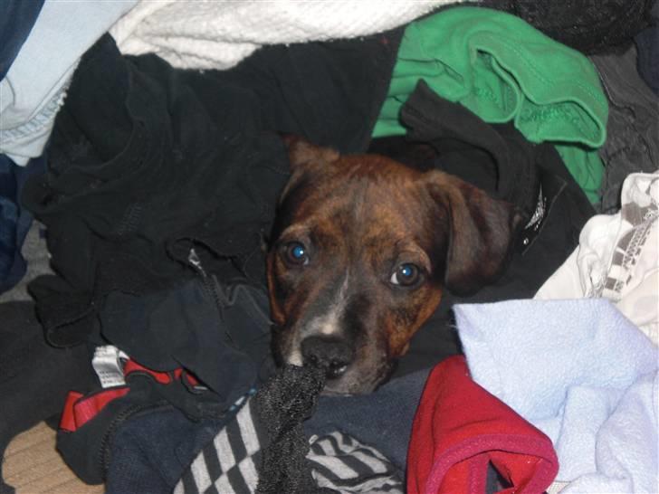 Amerikansk staffordshire terrier Deca billede 10