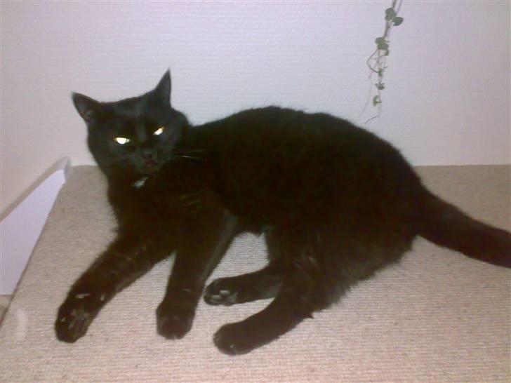 Jack russell terrier Issa - det er en af hundens´ bedste venner missen hedder emma billede 10