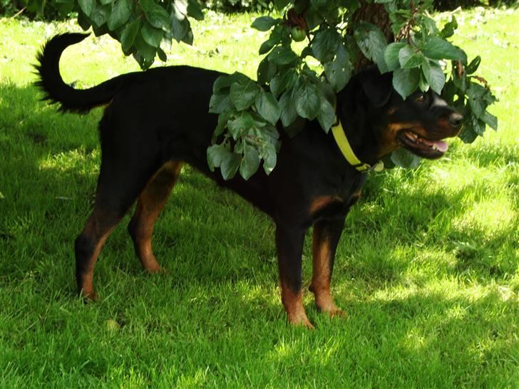 Rottweiler Nalah billede 10