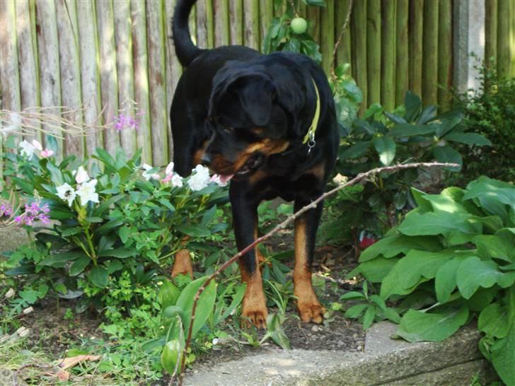 Rottweiler Nalah billede 11