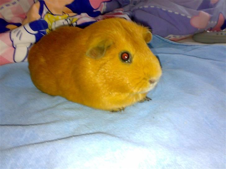 Jack russell terrier Issa - det er også en af hundens´bedste venner marsvinet otto billede 11