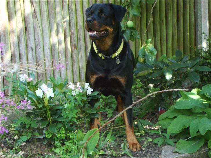 Rottweiler Nalah billede 12