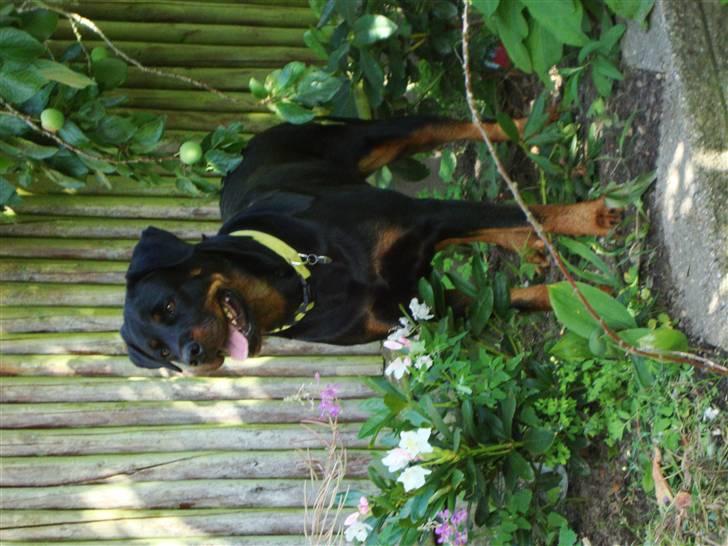 Rottweiler Nalah billede 13