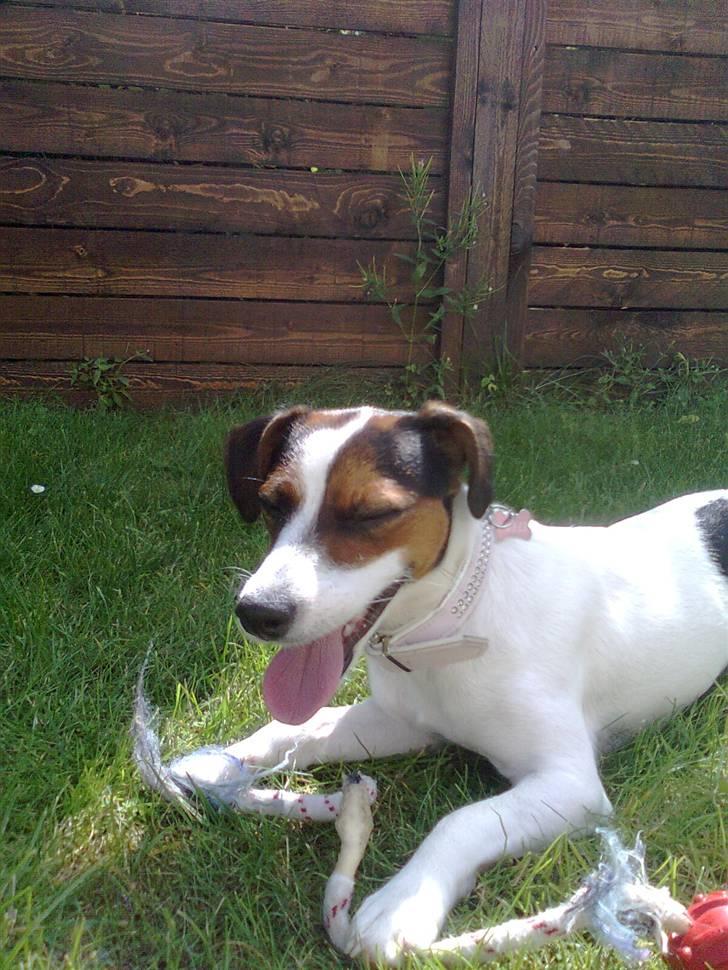Jack russell terrier Chili billede 11