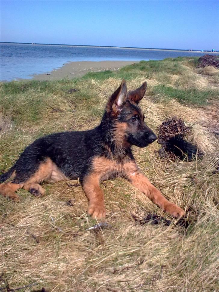 Schæferhund rapi Hexi billede 6