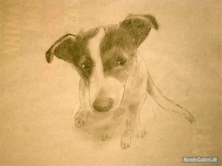 Jack russell terrier Chili billede 12
