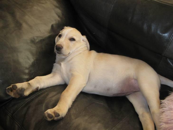 Blanding af racer Maya - Er hun ikk VIDUNDERLIG?! Lille hvalp :D billede 11