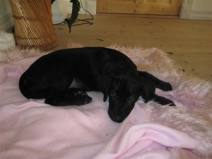 Blanding af racer Millie *R.I.P*<3ILU - Smukke lille Millie på det lyserøde tæppe :D En rigtig prinsesse! ^^ billede 12