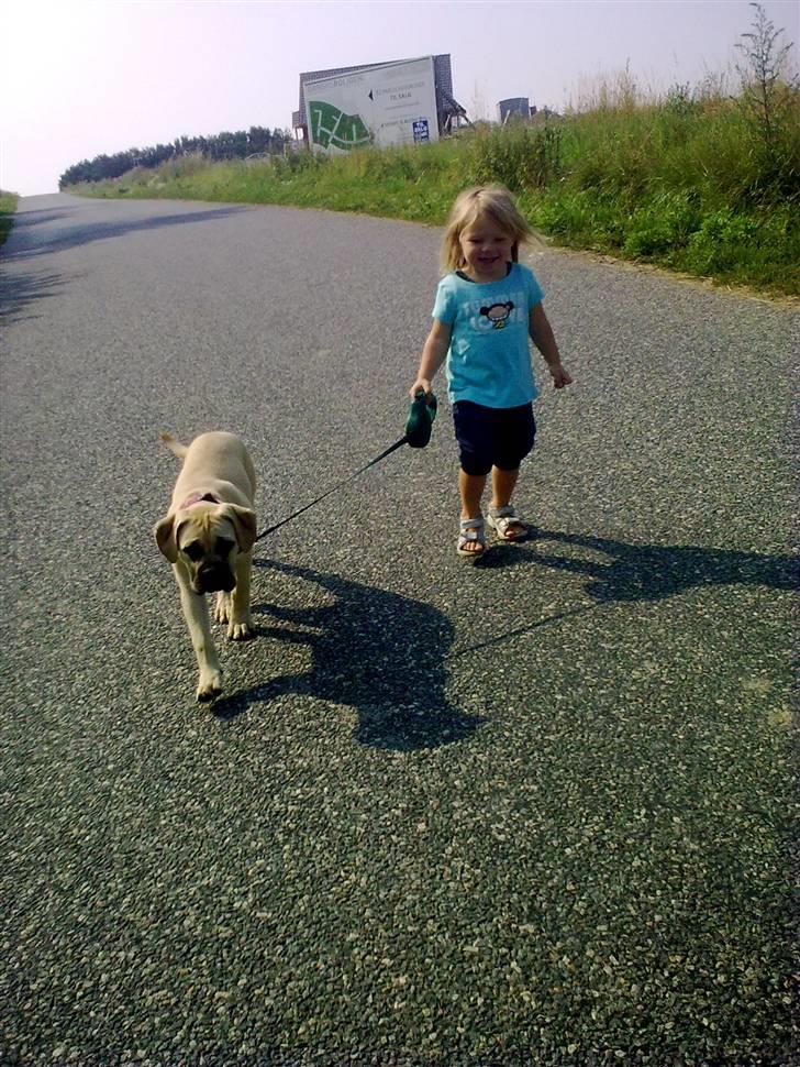 Bullmastiff Vera billede 16