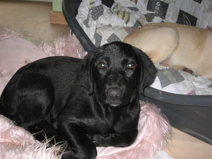 Blanding af racer Millie *R.I.P*<3ILU - Aaaawwww :D Våd prinsesse :P billede 13