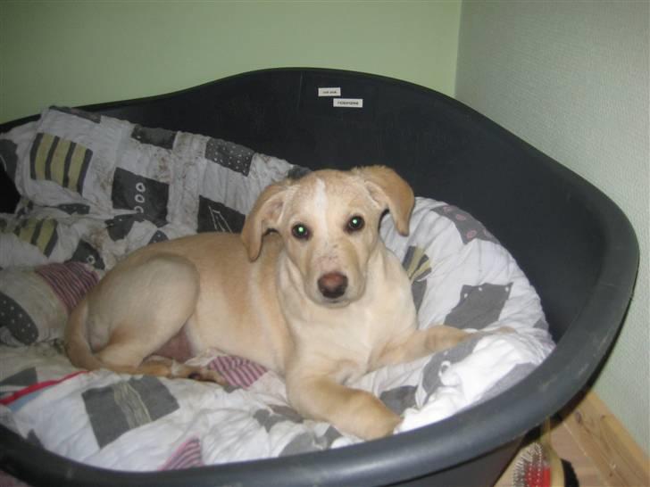 Blanding af racer Maya - Hihihih, bette Maya :D :D <3<3<3<3 billede 12