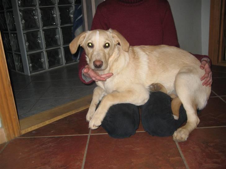 Blanding af racer Maya - Så SMUK!!!! <33 Miin billede 15