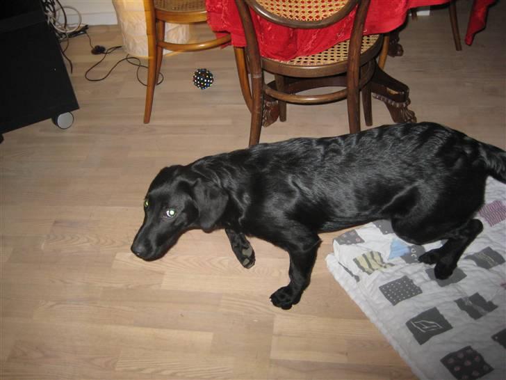 Blanding af racer Millie *R.I.P*<3ILU - Millie på flugt fra kameraet xD Sære tøs billede 14