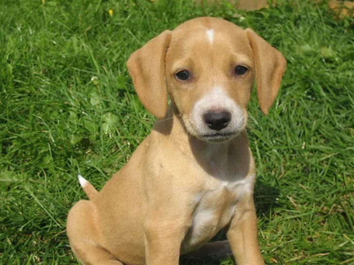 Blanding af racer Molly - Molly 6 uger. billede 1