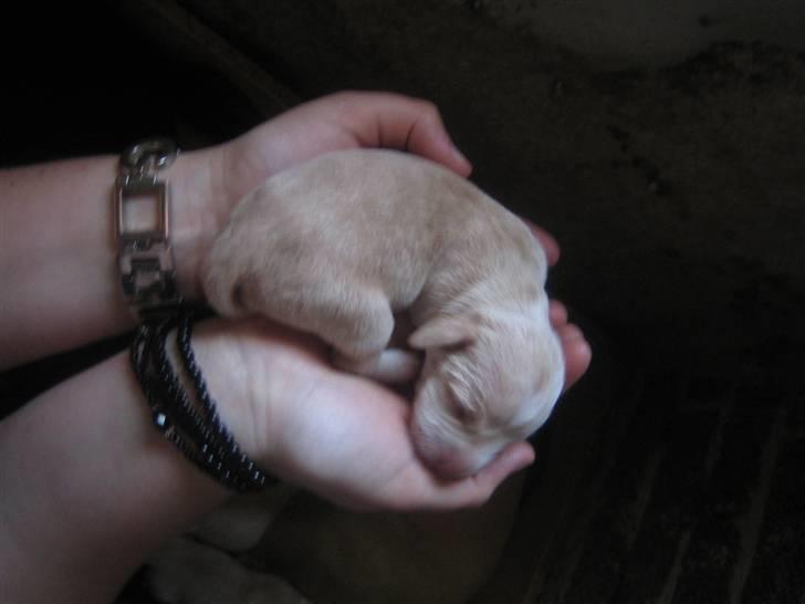 Blanding af racer Molly - Molly 1 dag gammel. billede 2