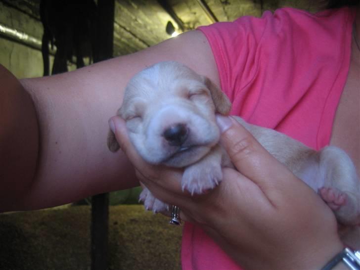 Blanding af racer Molly - Molly 9 dage gammel. billede 3