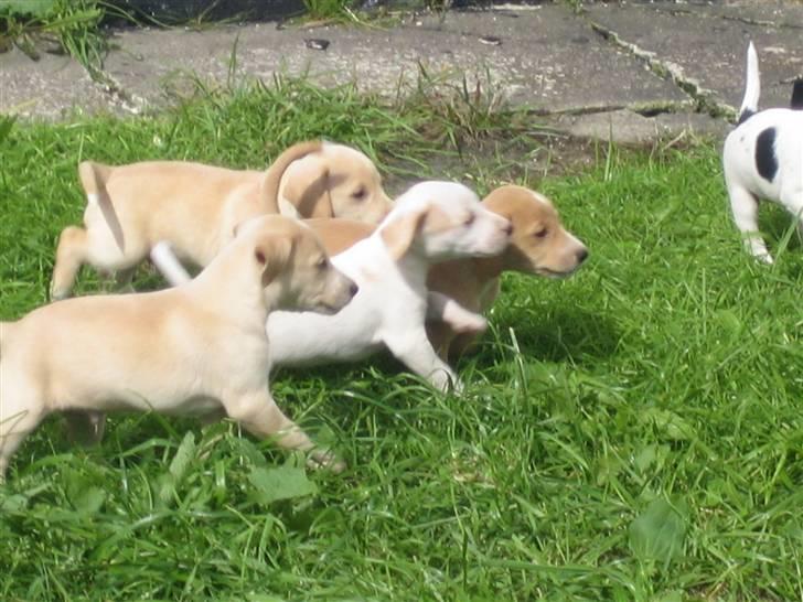 Blanding af racer Molly - Molly løber om kap med 3 af sine brødre. billede 4
