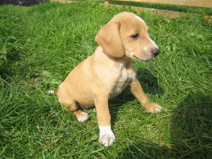 Blanding af racer Molly billede 5