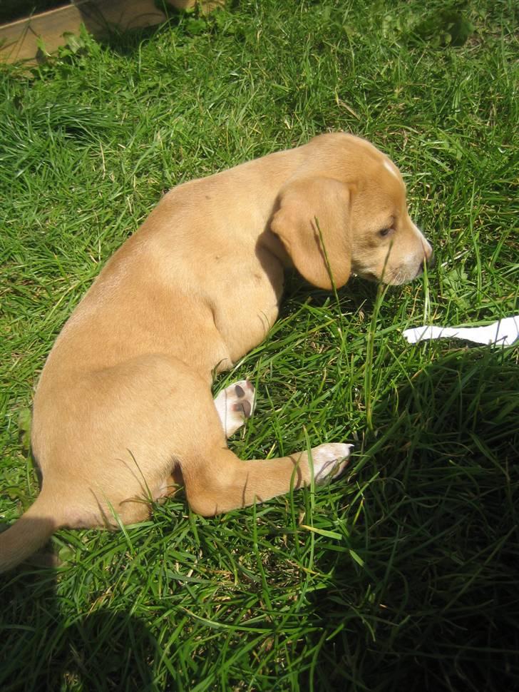 Blanding af racer Molly - Molly har fundet noget papir, og synes det ser spændende ud. billede 6