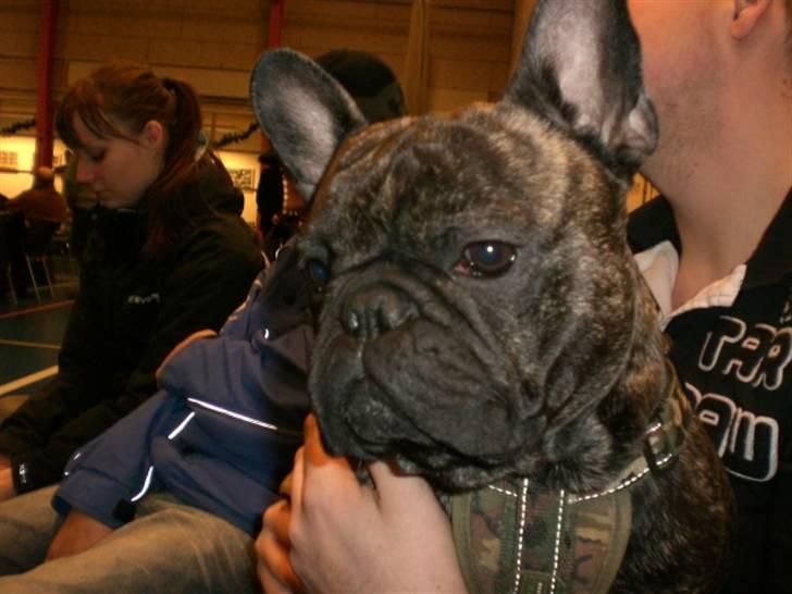 Fransk bulldog Basse - Udstillinge er vildt opreklameret. billede 1