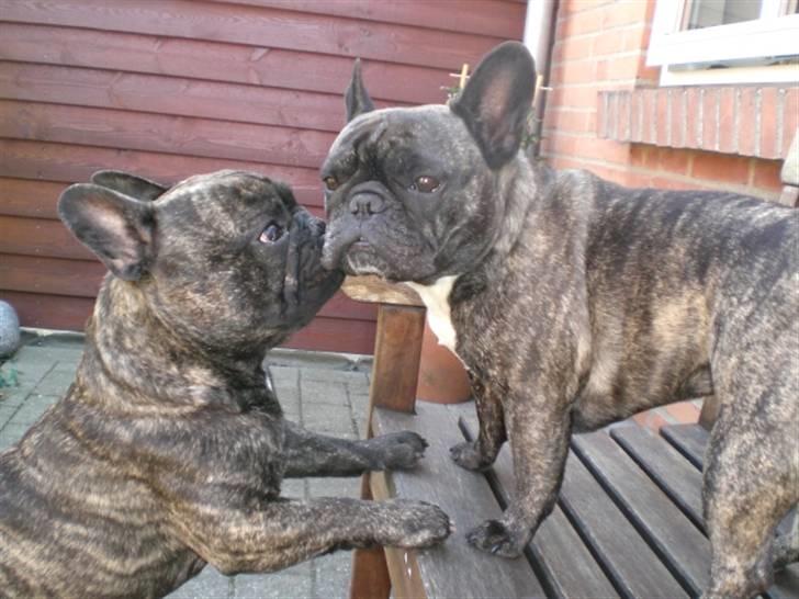 Fransk bulldog Basse - Et kys til Magda..vi er jo i familie. billede 2
