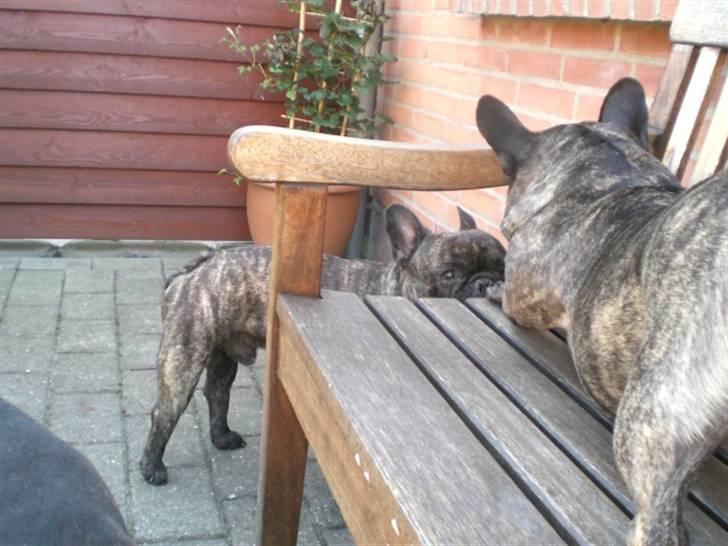 Fransk bulldog Basse - Hvad står du deroppe efter? billede 3