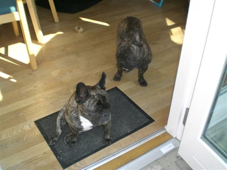 Fransk bulldog Basse - Ihh...Magda har taget den gode plads i døren. billede 4