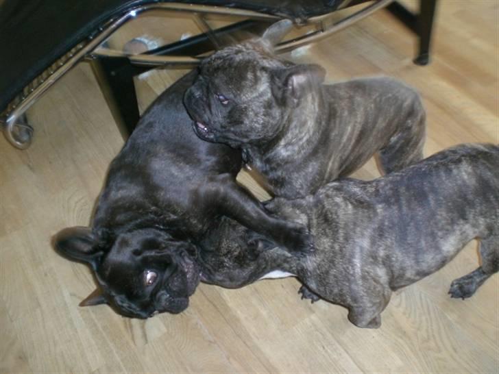 Fransk bulldog Basse - Vi muler Nimbus! billede 5