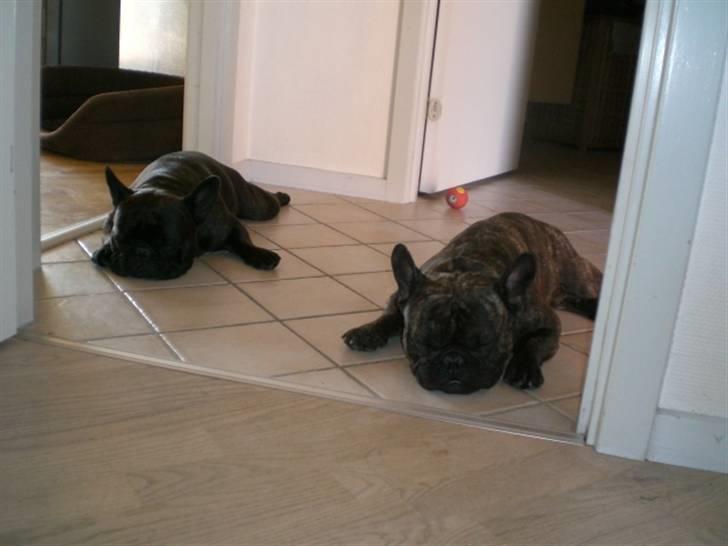 Fransk bulldog Basse - Drengene køler af på fliserne. billede 6