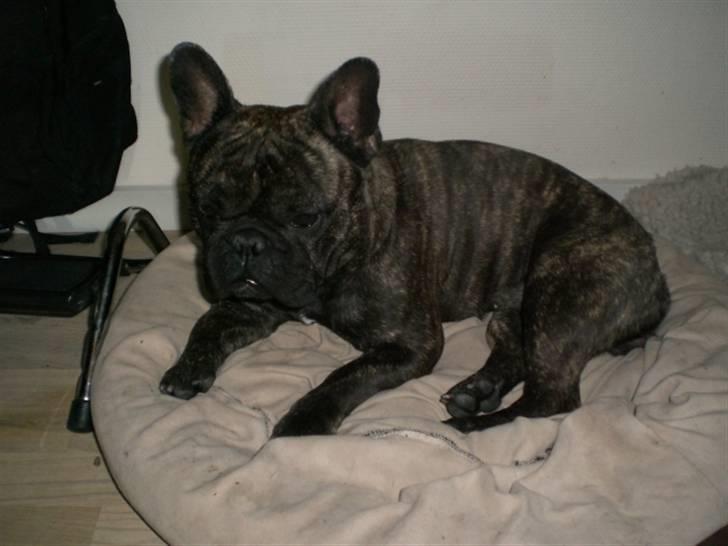 Fransk bulldog Basse - Hæ hæ...har taget Magda´s hyggeplads. billede 7