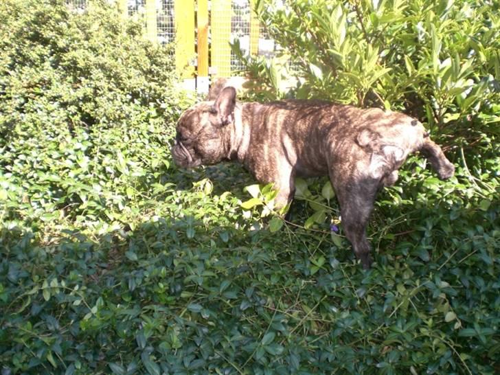 Fransk bulldog Basse - I det grønne. billede 8