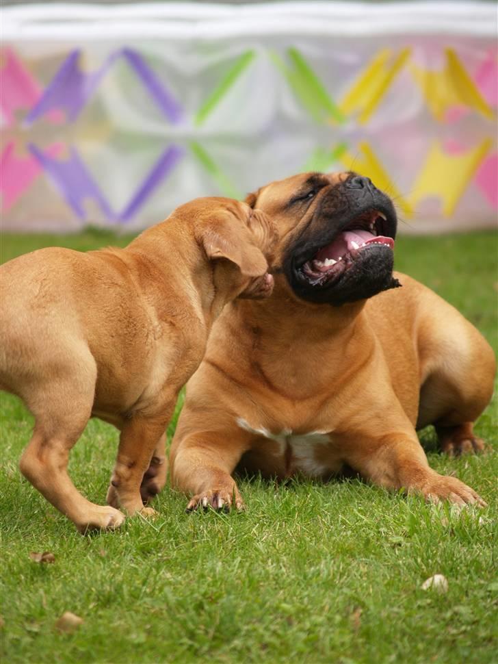 Dogue de bordeaux Saga von Nordniedersachen billede 16