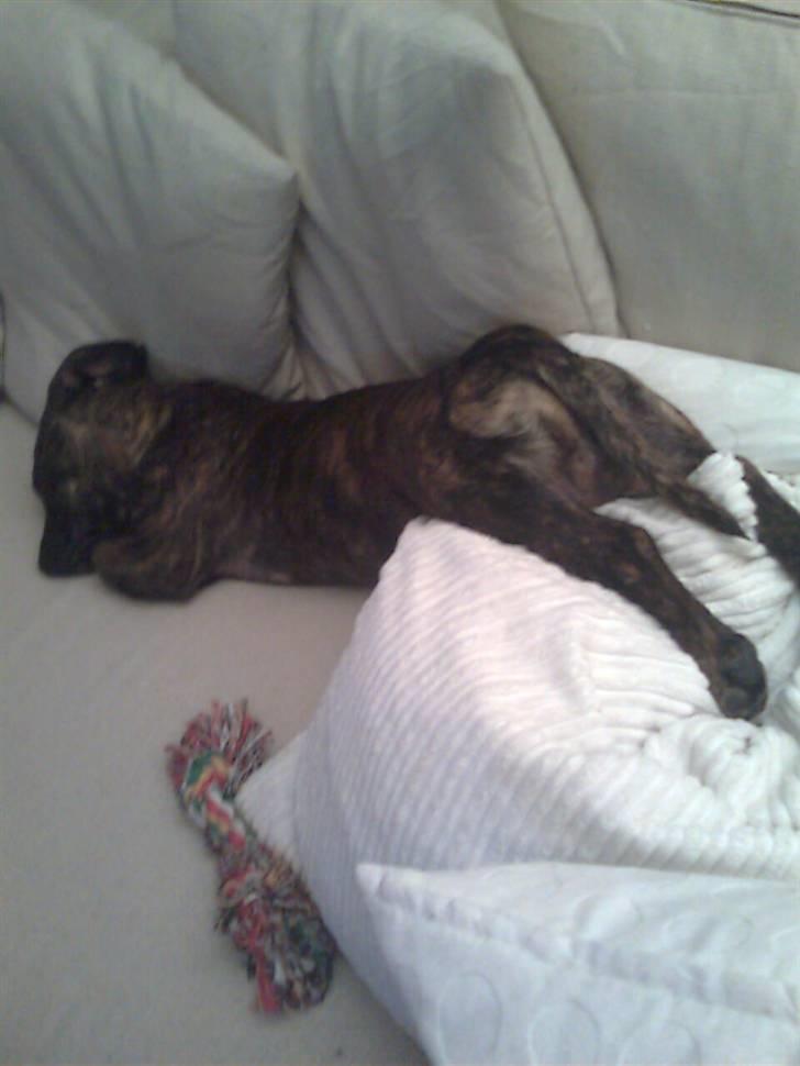 Blanding af racer Bailey Von Pølse - Jeg var meeeget træt og faldt halvvejs ned fra puden, men orkede ik at flytte mig helt ned på sofaen :) billede 10