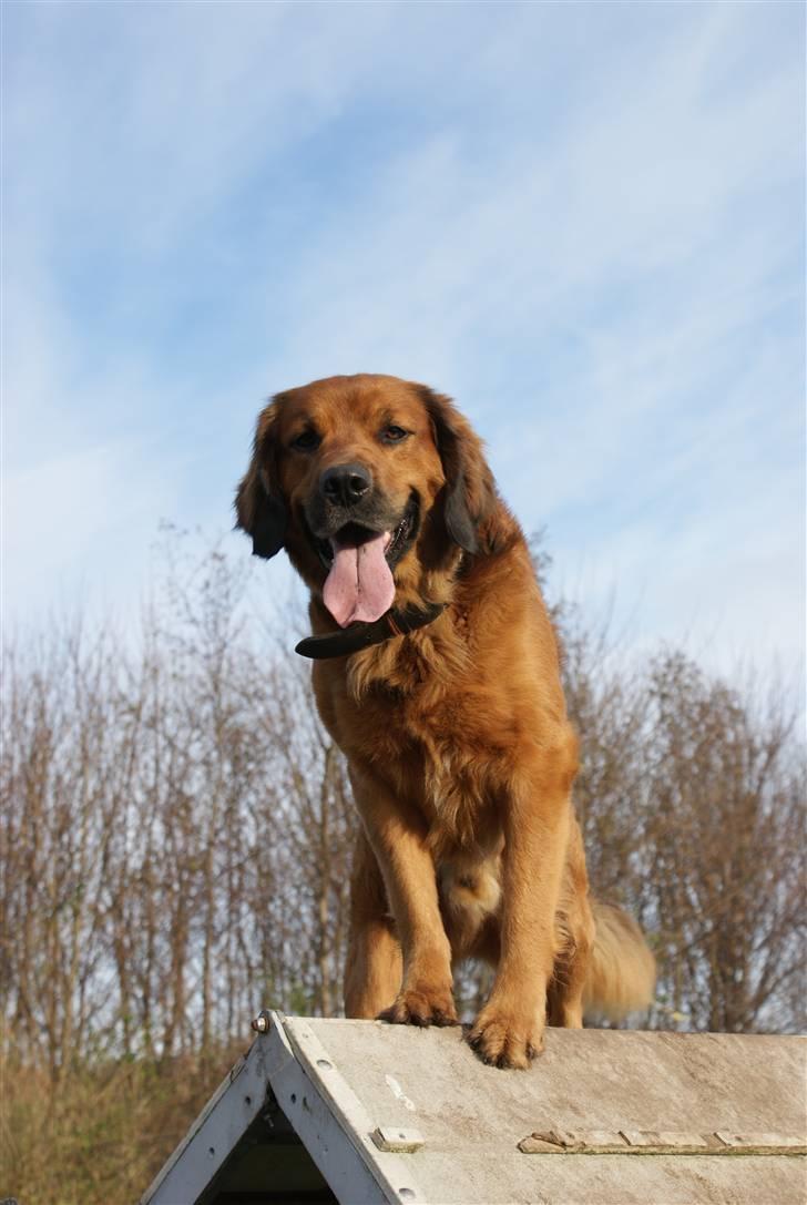 Blanding af racer Pumba billede 2