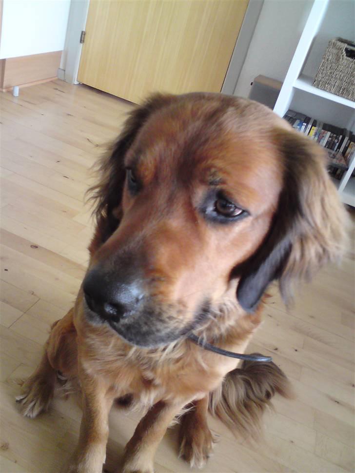 Blanding af racer Pumba billede 11